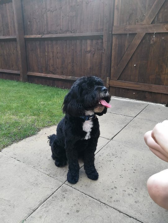 Adopting a 9 month old Cavapoo, advice needed - Page 1 - All Creatures Great & Small - PistonHeads