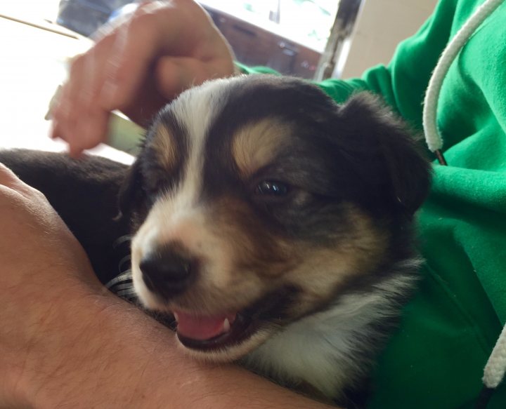 A close up of a dog wearing a hat - Pistonheads - The image shows a small puppy being groomed by a human hand, which is visible on the left side of the image. The puppy appears to be of a mixed breed with a coat mainly white and black, and possibly a pattern of brown or tan. The puppy is looking towards the camera, and its mouth is open as it seems to be panting or making a playful sound. The grooming procedure is taking place on a surface that appears to be a table. The human's attire, visible on the right side, includes a light green hooded jacket and a beige towel, indicating that the grooming is likely being done for cleanliness or to brush the puppy's fur.