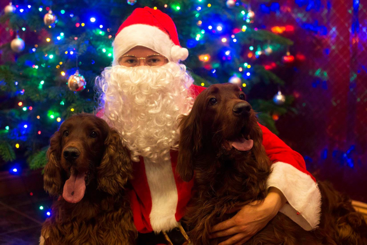 Post photos of your dogs (Vol 3) - Page 308 - All Creatures Great & Small - PistonHeads - The image captures a festive scene, featuring two dogs and a person in a Santa Claus suit. The dogs are medium-sized, with the one on the left having a short coat while the one on the right has a longer coat. They both have brown fur, adding to their holiday charm. The person is holding them close, creating an atmosphere of warmth and cheer. 

The backdrop is a Christmas tree adorned with colorful lights, suggesting that this might be a holiday event or a family's celebration at home. The Santa Claus suit the person is wearing is complete with a red hat and black boots, adding to the festive feel of the scene. The image exudes a sense of joy and holiday spirit.