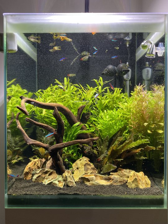 Show me your aquarium - Page 16 - All Creatures Great & Small - PistonHeads UK