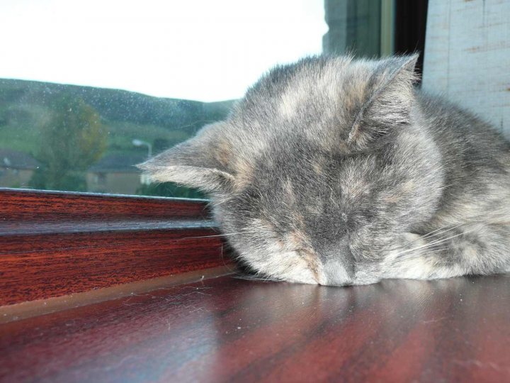 Pistonheads - The image shows a gray and white cat sleeping on a wooden window ledge. The window sill is made of wood with dark brown tones. You can see part of a staircase outside the window, indicating multiple floors in this multi-story house. The cat appears to be in a state of peaceful slumber, with its head resting on the window sill. The overall scene is serene and invokes a sense of tranquility.