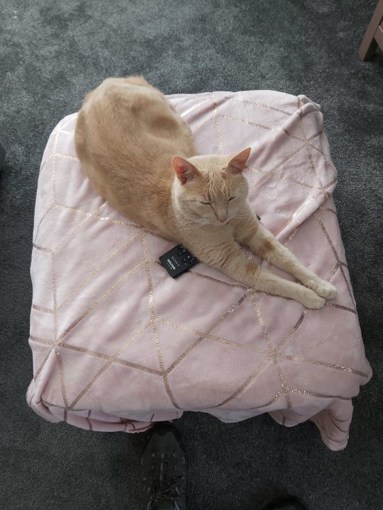 A cat laying on top of a blanket on a bed