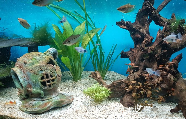 Show me your aquarium - Page 37 - All Creatures Great & Small - PistonHeads UK
