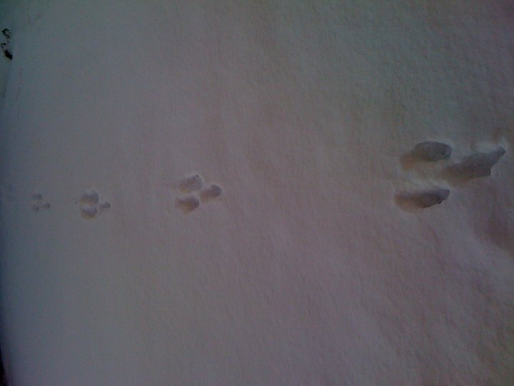 Wtf Footprints Xmas Pistonheads Day Mystery - The image depicts a white snow-covered field dotted with footsteps. These footsteps are not human, but belong to either a cat, or perhaps a small mammal or even a bird. The footprints are scattered around, creating a pattern across the otherwise pristine snow. The image conveys a sense of tranquility, as it captures the footprints against a blurred background, which adds depth and suggests a wide, open space. The image could evoke feelings of curiosity and exploration, as it's left to the viewer to interpret the exact nature of the creature that made these unique tracks.