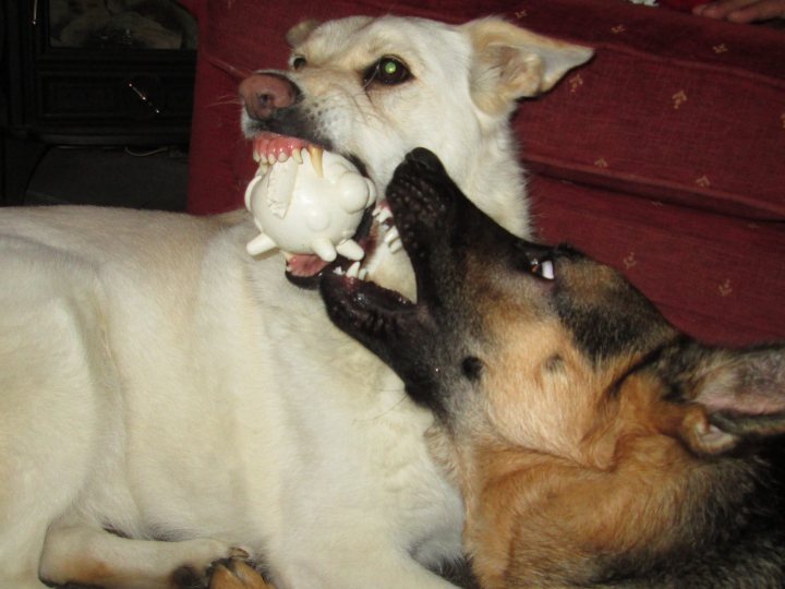 Pistonheads - The image depicts a close-up lively scene of splashing water. Two dogs, one brown and one white, are playfully holding a white toy between their mouths, embodying the joy of play. The brown and white dog is on the left, while the white dog is situated on the right, creating a dynamic visual of their interaction. They are positioned in front of a burgundy couch, its velvety texture contrasting with the dogs' excitement. A person's arm, dressed in a vibrant pink sweater, can be partially seen on the right-hand side of the image.