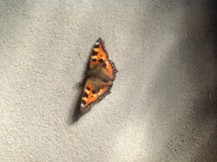 Butterflies in my garage.. - Page 1 - All Creatures Great & Small - PistonHeads - The image displays a brown and orange butterfly resting on a solid concrete surface. The butterfly appears to be a moth due to its antenna and wing shape. The background is minimalistic with a gradient from light to dark gray. The lighting on the butterfly casts a subtle shadow on the surface.