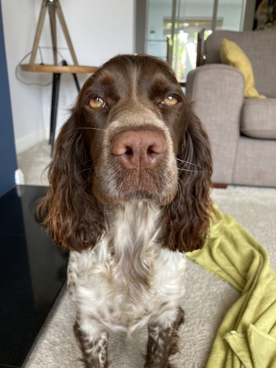 Post photos of your dogs (Vol 5) - Page 71 - All Creatures Great & Small - PistonHeads UK - The image shows a dog sitting in front of a couch. The dog appears to be a medium-sized breed with distinctive brown and white markings, particularly around the eyes and ears. Its fur is short and well-groomed. The dog's facial expression suggests it might be sleepy or content. In the background, there's a glimpse of a living room setting with a couch and a wooden floor visible. There are no texts or other objects that draw attention in the image.