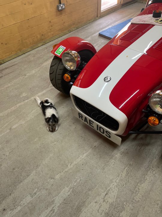 A cat sitting on top of a red motorcycle - Pistonheads