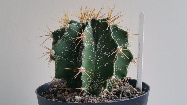 anyone grow cacti in the uk? - Page 2 - Homes, Gardens and DIY - PistonHeads