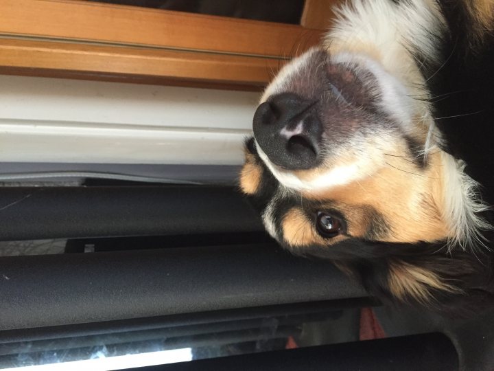 A dog sitting in a car looking out the window - Pistonheads - This is a photograph of a dog with a cute expression, appearing as if it's resting or sitting inside a vehicle. The dog is lying on its stomach, with its head slightly elevated, displaying soft, brown eyes and a tan muzzle with an almost white nose. The dog has a golden-brown coat with darker chest markings and floppy ears. The interior of the vehicle is partially visible behind the dog, suggesting a comfortable and familiar environment.