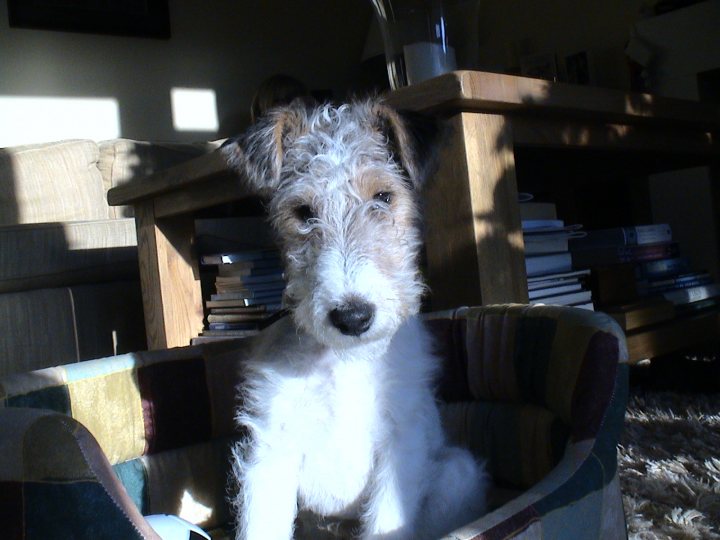 Fox Terriers  - Page 2 - All Creatures Great & Small - PistonHeads