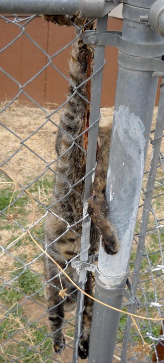 Cruelty Dead Animal Fence Gross