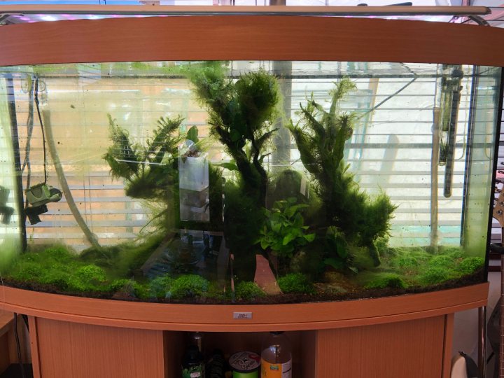 My freshwater planted nano tank project - Page 9 - All Creatures Great & Small - PistonHeads