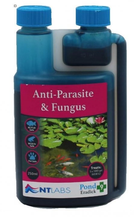 Pond goldfish - what is this white peeling skin problem? - Page 1 - All Creatures Great & Small - PistonHeads UK