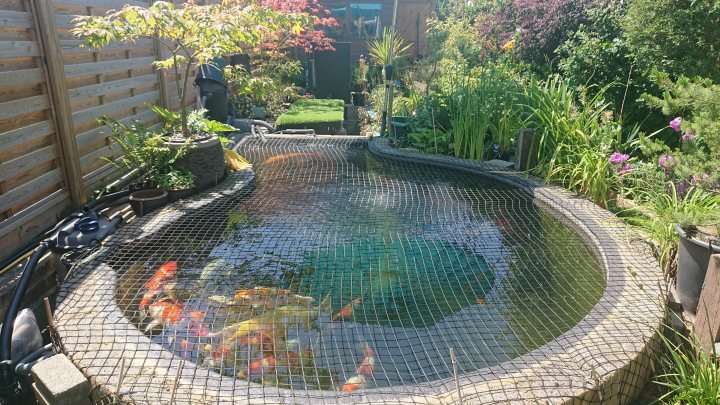 Show your Ponds - Page 9 - Homes, Gardens and DIY - PistonHeads