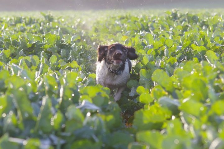 Springers Pistonheads - This is a daytime photograph capturing a dog, likely a spaniel breed, in an agricultural setting. The dog is standing in a field with high grass, centrally positioned in the frame, and appears to be actively engaged in scenting or hunting amidst the green vegetation. The lighting suggests it could be either morning or afternoon, depending on the angle of the sun. The photo conveys a sense of rural life and activity.