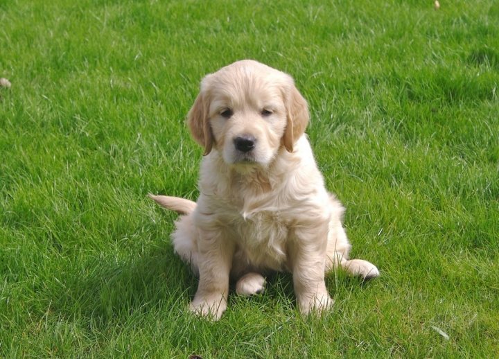 Post photos of your dogs - Page 379 - All Creatures Great & Small - PistonHeads - The image features a young golden retriever pup sitting on lush green grass. The puppy has a soft tan coat and a pure golden color that is characteristic of its breed. It has a somewhat guarded or cautious expression on its face. The grass appears to be well-maintained, providing a natural and vivid backdrop for the puppy. The image captures the innocence and charm of the puppy as it stares into the camera.