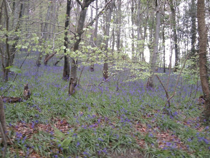 Just for fun random camera phone pictures you're happy with. - Page 10 - Photography & Video - PistonHeads - The image showcases a serene woodland carpeted with hyacinths, a blue wildflower, and green ferns. The sunlight filters through the canopy, casting dappled light on the forest floor. The hyacinths are scattered throughout the scene, their blue hue contrasting with the verdant greenery. The setting suggests a spring or early summer landscape, rich with life and color.