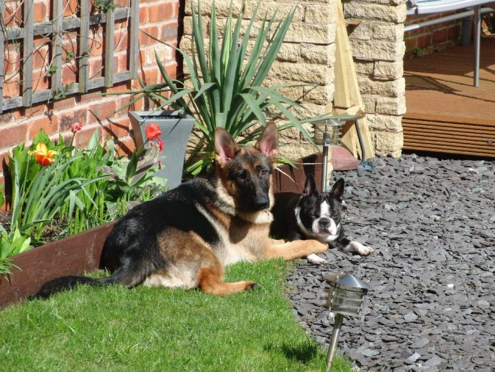 Post photos of your dogs vol2 - Page 205 - All Creatures Great & Small - PistonHeads - The image shows an outdoor setting with a paved area and lush greenery. Two dogs are the main subjects, laying on a grassy patch in the foreground. The dog on the left appears larger and has a brown and black coat, while the one on the right is smaller with a black and white coat. Both dogs are gazing at the camera. In the background, there is a raised bed with flowers, a brick wall for a house extension, and some wooden street furniture can be seen. The paving is made of small, textured tiles.