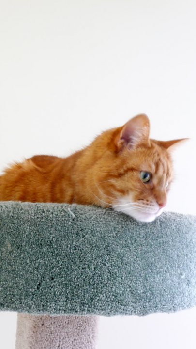 Where are all the robots? - Page 1 - Science! - PistonHeads - The image shows a close-up view of the face of an awake orange tabby cat resting its paws on what appears to be a scratching post or some kind of raised platform, possibly a cat tree. The cat's fur is bright orange with black markings, typical of the tabby pattern, and its eyes are wide open, alert and attentive. The texture of the perch or play area the cat is sitting on is soft and plush, with a fuzzy look. The background is a plain, light-colored wall, which gives the photo a minimalist feel.