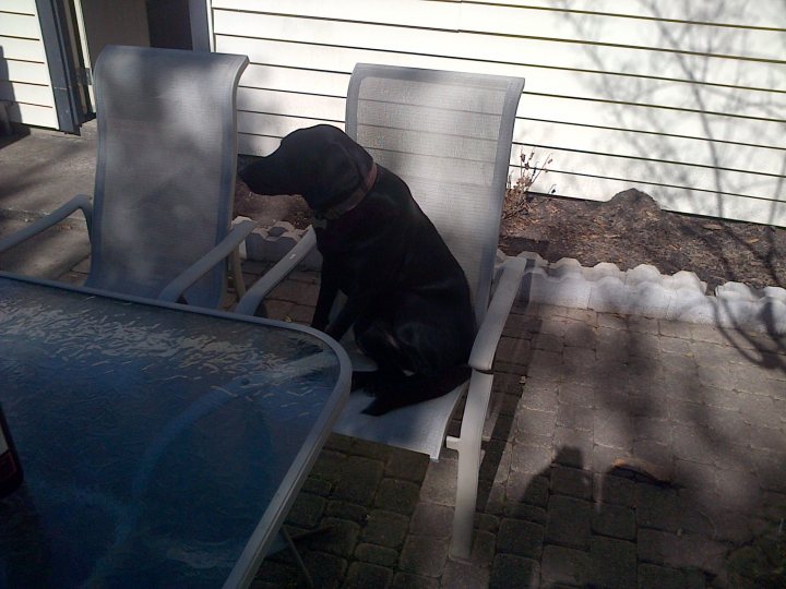 Never Posted in Here Before! Introducing Bella the Black Lab - Page 1 - All Creatures Great & Small - PistonHeads - This is a black dog sitting on a white, foldable chair on a patio. The patio is covered with bricks, and there is a pool table towards the left of the image. The chair has a slipcover, and the dog looks calm and comfortable. The weather appears to be cool and sunny, as the leaves are a mix of dark and pale hues.