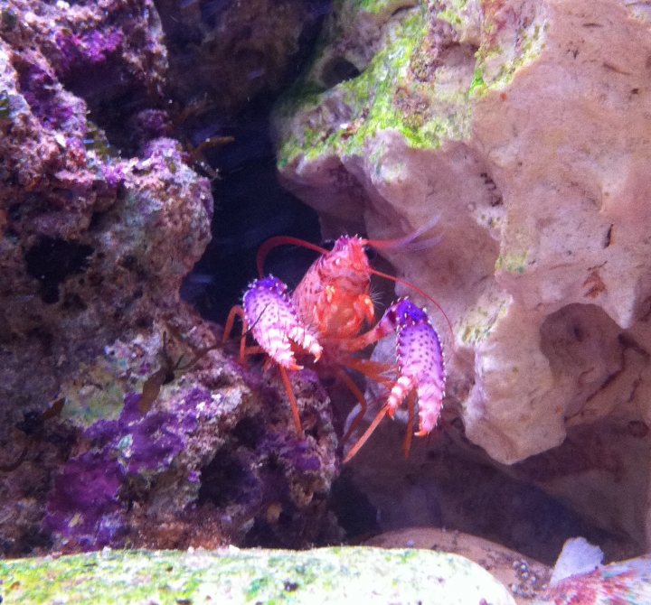 Just for fun random camera phone pictures you're happy with. - Page 10 - Photography & Video - PistonHeads - The image captures a vibrant scene from an underwater world. In the foreground, a large hermit crab with a purple hue stands out against the natural backdrop. Its vibrant color contrasts brilliantly with the surrounding underwater rocks and corals. The crab, with its distinctive purple tint on its shell, appears to be the main focus of the image. The arrangement of the rocks and the ambiance hint at a tropical or subtropical habitat. Despite being underwater, the crayfish exhibits a noticeable red color, adding to the rich diversity of marine life.