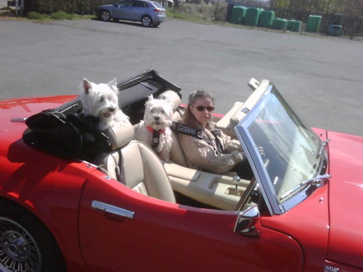 Anyone transport a dog in their TVR? - Page 2 - General TVR Stuff & Gossip - PistonHeads - The image captures a scene of a woman driving a red-colored classic car, possibly a convertible, down a road. The car is brightly colored, and the convertible top is down, suggesting a sunny day. The woman is the driver, and she sits comfortably at the wheel. In the back seat, two small white dogs enjoy the ride, adding a joyful and lively atmosphere to the scene. Behind the main car, a gray car is visible, hinting at a shared journey or travel companions.