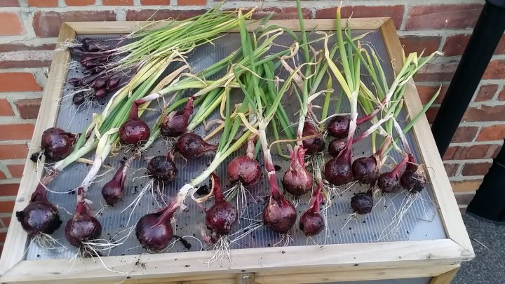 A bunch of apples are growing on a tree - Pistonheads - The image shows a tray containing the bulbs of onions and garlic bulbs at various stages of germination. The tray is filled with soil, and the fiorettes are sprouting from the soil. The tray is placed on a wooden bench against a brick wall. The onion sprouts have emerged more prominently than the garlic bulbs due to their uniform size, tight packing, and similar shape. The photograph provides a clear view of the tray and the sprouting plants, emphasizing the careful handling and growth stages of agriculture.