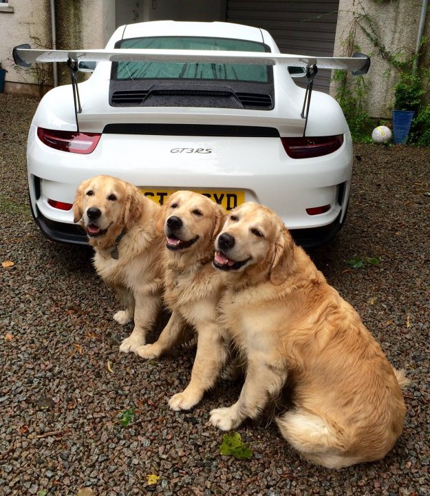 Post photos of your dogs vol2 - Page 273 - All Creatures Great & Small - PistonHeads
