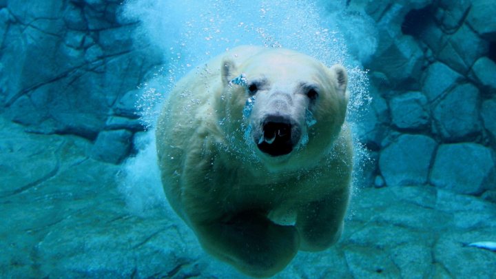 North/South Divide in Pictures - Page 4 - The Lounge - PistonHeads - The image captures an aquatic scene of a large polar bear. The bear, with its light brown fur, is swimming in a deep blue water body, possibly within a water World environment with visible rocks forming the background. It appears to be descending slightly as it swims, possibly mimicking the oceanic environment naturally found in the polar bear's habitat. The polar bear's sharp, dark eyes are wide open as it swims, and its mouth is agape, perhaps due to the movement of the water.