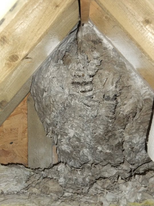 Nests Pistonheads Wasps