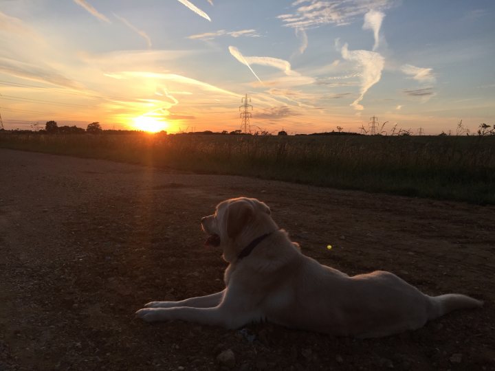 Post photos of your dogs vol2 - Page 257 - All Creatures Great & Small - PistonHeads - The image shows a sunset scene with a golden retriever resting on a gentle gradient of dirt path and brown grass. The dog is lying on its side, looking up at the sunset with what appears to be a content or thoughtful expression. The sky is filled with wispy clouds that mark the path of the setting sun, cast in warm hues of orange and yellow, spanning the horizon. There is an array of power lines in the distance beyond the fields. The overall vibe of the image is serene and calming, capturing a peaceful moment in nature.