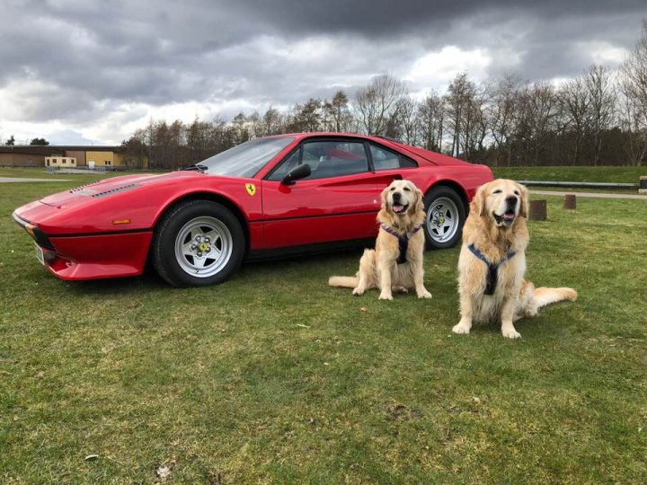 Post photos of your dogs (Vol 3) - Page 170 - All Creatures Great & Small - PistonHeads