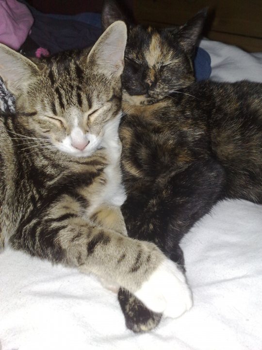 Pistonheads - The image captures a cozy moment between two adorable cats. They are lying side by side, their bodies comfortably snuggled, on a white blanket. The cat in the foreground has striking markings of black and dark orange, while the other is a mix of black and light orange. Both are peacefully sleeping, their eyes closed, embodying the serenity of rest. The nearby table and clothing suggest that this is a domestic setting, possibly a living room.