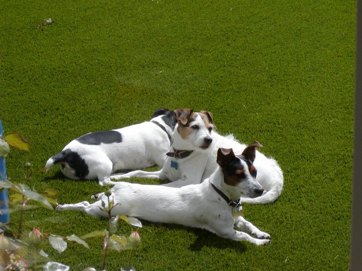 Pistonheads - The image shows three dogs lying on a well-maintained lawn. The dogs appear to be relaxing and are of different colors, suggesting they might be of different breeds. The right side of the image is filled with green foliage, indicating the picture is taken outside, under bright sunlight. The dogs are spread out, with two closer together and the third one slightly apart, all facing the camera.