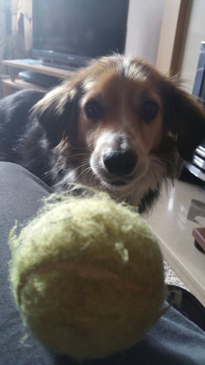 Post photos of your dogs vol2 - Page 303 - All Creatures Great & Small - PistonHeads - The image captures a moment of relaxation and playtime between a dog and a tennis ball. The medium-sized dog, with a coat of light brown and darker brown markings, looks attentively at the camera. The dog is lying down, keeping the tennis ball close, on a comfortable dark gray upholstered surface. This cozy setting is further enhanced by a television in the background, suggesting a homely indoor environment. The presence of a person near the TV indicates that this could be a leisurely moment during family time.