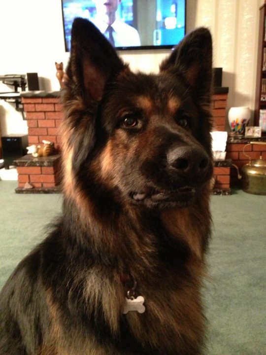 Lost and found. German Shepard Biddulph, stoke on trent - Page 5 - All Creatures Great & Small - PistonHeads