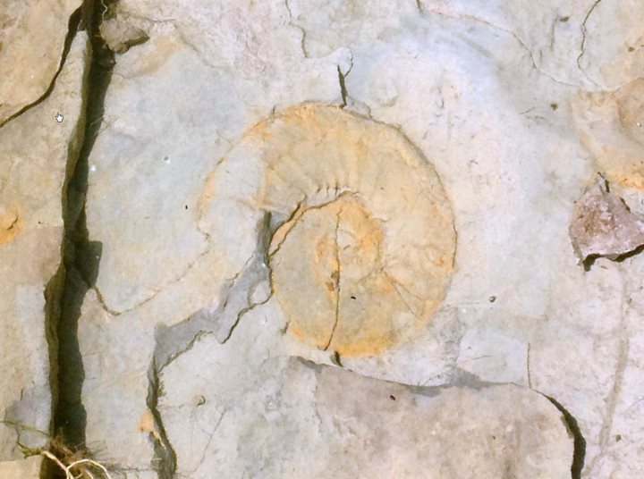 Bit of off-roading, and a bit of camping. - Page 1 - Off Road - PistonHeads - The image depicts a close-up of a rock formation with distinctive features. A large, circular mark is prominently displayed, its brown hues contrasting with the lighter background. This formation resembles a shell embedded in the rock surface, with a small opening at its center. Surrounding the circular mark are smaller, rocky protrusions of various shapes, contributing to a natural scene rich in detail. The photograph's sharpness and focus provide a clear view of the textures and contours within this intriguing geological display.