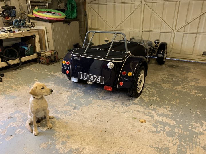 Buying a Labrador these days - Page 3 - All Creatures Great & Small - PistonHeads UK
