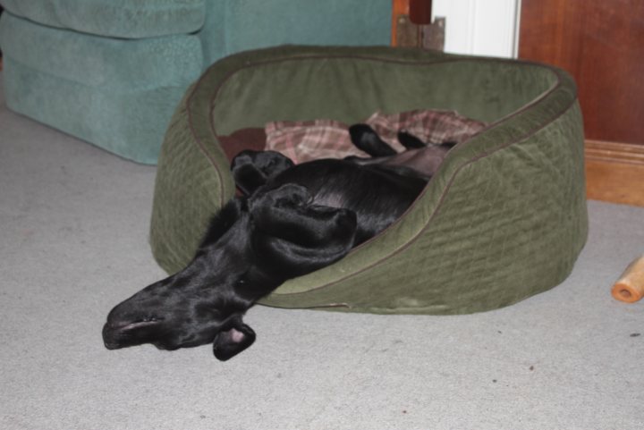 Pistonheads - The image features a black dog that is curled up in a green pet bed. The dog appears to be sleeping or resting comfortably in its bed. There are no other significant objects or people in the background. The bed occupies a good portion of the floor space suggesting it could be in a cozy spot like a corner or an enclosed space. The overall atmosphere of the image is peaceful and calm.