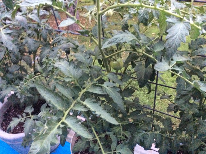 A tree filled with lots of green leaves - The image shows a potted tomato plant with green leaves and ripe red tomatoes. The plant is in full bloom, exhibiting healthy growth with numerous leaves and branches extending from the stem. The pot appears to be placed outdoors, likely on a porch or patio, as suggested by the presence of a chain link fence visible in the background. There are no people or other significant objects within the frame. The focus is solely on the vibrant tomato plant, which occupies most of the image, indicating that it might have been intentionally captured to showcase its growth and fruit.