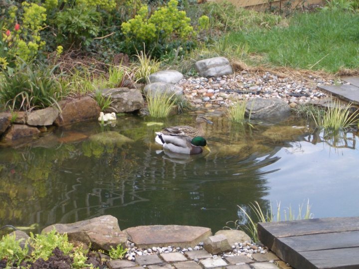 Ducks Pistonheads Nesting Pond - This image depicts a tranquil garden scene centered on a sparkling pond. A small duck gracefully floats on the water's surface, surrounded by lush foliage. The shore of the pond is lined with an array of rocks, and a fence culminates at the right edge of the frame, adding depth to the composition. The garden is illuminated under a partially cloudy sky, imbuing the entire scene with a serene atmosphere.