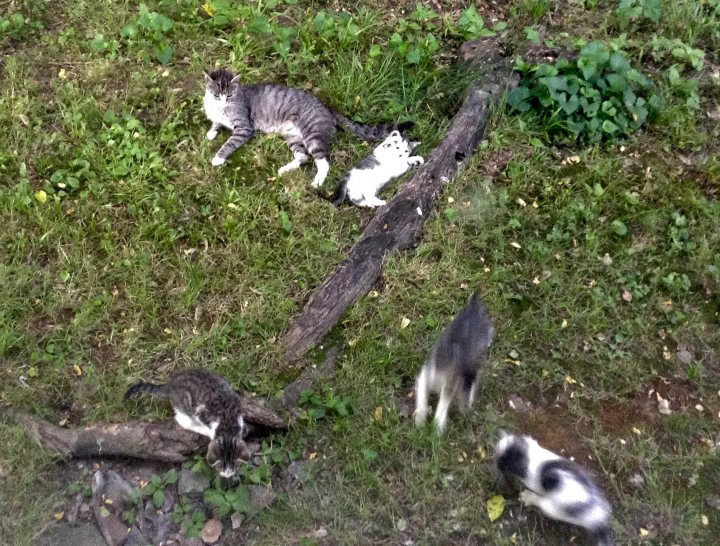 A couple of cats sitting on top of a grass covered field - The image features a serene outdoor scene with six small wild animals frolicking in what appears to be lush greenery. The terrain is a mix of grass and fallen tree logs, indicating a natural habitat. At the center of the image, there is a fallen tree log, and on this log, there is a small gray cat resting comfortably, with a larger gray cat lying beside it. A couple of young, brown, and black wild animals are standing and exploring, while two larger grey wild animals are adjacent to the cats. The image does not contain any text.