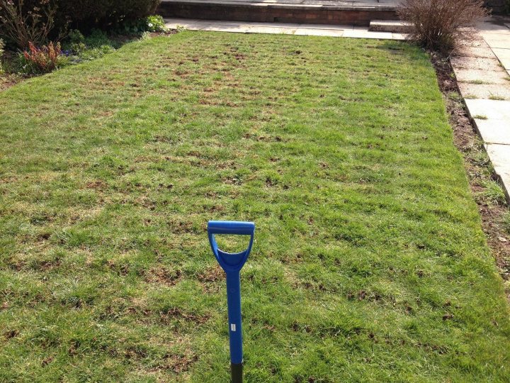 2015 Lawn thread - Page 1 - Homes, Gardens and DIY - PistonHeads - The image showcases a neatly organized lawn with a distinctive pattern of bare patches. At the center of the lawn, a blue lawn aerator is stuck upright, suggesting recent or ongoing lawn care activities such as aeration. The aerator's location correlates with the patches in the lawn, indicating where soil has likely been accessed or disturbed. The overall appearance suggests a well-maintained garden space.