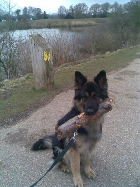 Lost and found. German Shepard Biddulph, stoke on trent - Page 2 - All Creatures Great & Small - PistonHeads