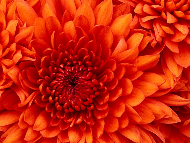 Pistonheads - The image is a close-up photograph of red chrysanthemum flowers. These are vibrant, garden-grown blooms with elongated petals that spread out asymmetrically, revealing the radiant center. The chrysanthemums are likely in season and display a rich, deep red hue that is characteristic of their variety. The background is indistinct due to the close framing and saturation of the image, accentuating the vividness of the flowers themselves. Overall, the image evokes a sense of natural beauty and the changing seasons, which are often associated with the celebration of these flowers in autumn.