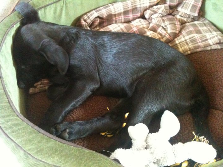 Pistonheads - The image shows a black puppy lying on its side inside a dog bed. The puppy appears to be fast asleep, resting its head on the bed as it sleeps. To the right of the puppy, there's a pink bow tie-shaped item resting out of the bed. The bed itself is situated on a green fabric surface, which forms the base of the image. The surrounding area is blurred, giving the scene a cozy and intimate atmosphere.