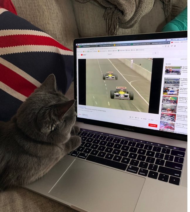It's Caturday- Post some cats (vol 3) - Page 222 - All Creatures Great & Small - PistonHeads