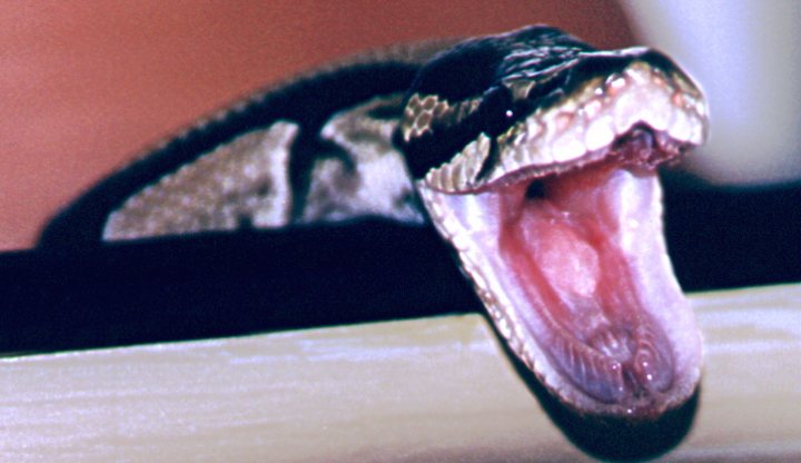 Fear Pistonheads Snakes - The image captures a close-up view of a large snake with its mouth wide open. The snake's scales create a textured pattern around its face. The snake appears to be in the middle of a yawn, with its tongue subtly showing. The background is blurred and indistinct, drawing focus to the snake and its action.