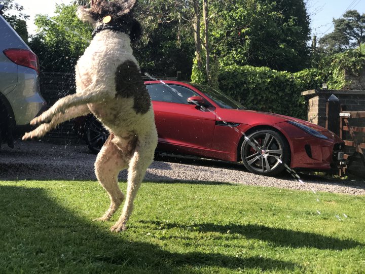 Post photos of your dogs (Vol 3) - Page 191 - All Creatures Great & Small - PistonHeads